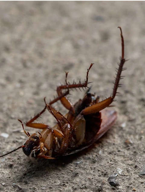 image of a dead roach