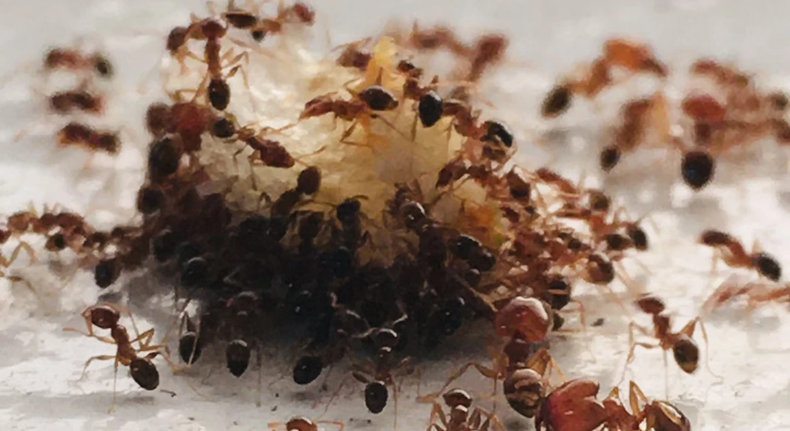 Image of ants